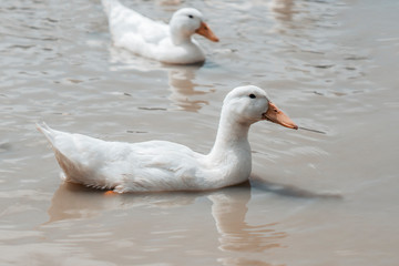 Naklejka na ściany i meble Flock of young ducks swimming in the pond