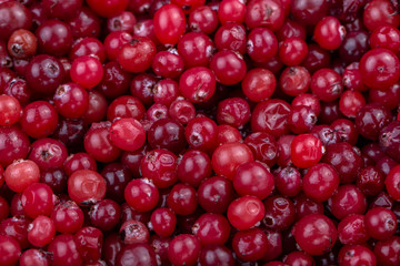Fresh cranberries. Red background.