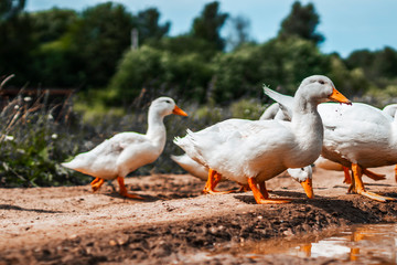 Fototapeta na wymiar Young geese drink dirty water from a puddle