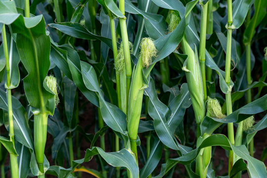 A full frame photograph of corn growing