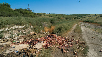 thrown away a heap of bones of animals  - ecological disaster in moldova