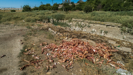 thrown away a heap of bones of animals  - ecological disaster in moldova
