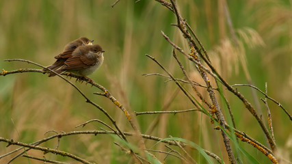 wildlife photo of a pair of juvenil Blackcap (Sylvia atricapilla)