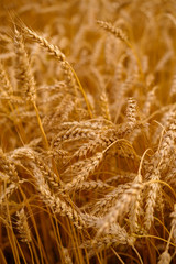 Golden ears of wheat close-up. Background image. High quality photo