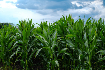 Green corn field against the blue sky. Beautiful landscape. High quality photo