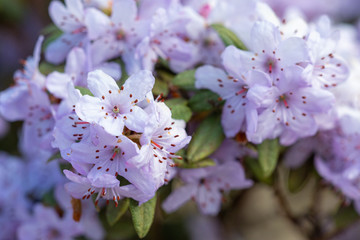 Little purple flowers, purple background with little flowers.