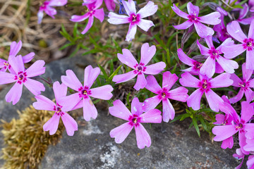 Little pink flowers, pink background with little flowers.