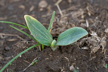 Young green sprout in the ground. Small plant on pile of soil in the garden.