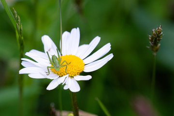 Great green grasshopper (Tettigonia viridissima). White flower (Leucanthemum).