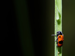 bug isolated from black background