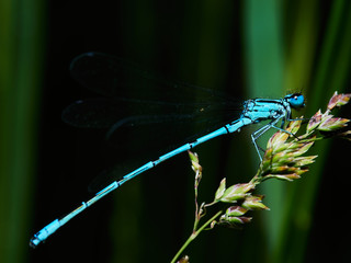 wildlife photo of a Coenagrion damselfly