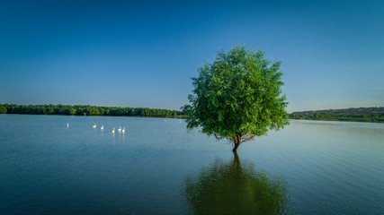 Fototapeta na wymiar A tree growing in lake with reflection in water and swans on background 