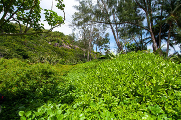 Fototapeta na wymiar Lush vegetation on the bay of Anse Cocos in La Digue Island, Seychelles