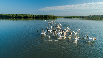 A flock of white pelicans on lake beleu, gagauzia, moldova
