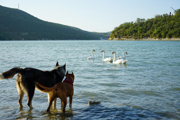 two dogs standing in the water are watching with interest a group of swans and playfully wagging their tails, clearly wanting to play with them © Natalia Tarasova