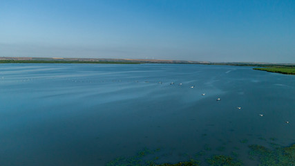 Fototapeta na wymiar aerial shot from drone of flying flock of pelicans over lake beleu, moldova