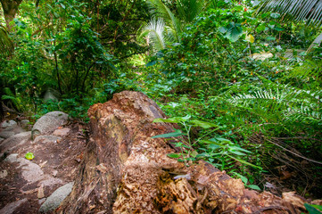 View of the rainforest with the tropical plants