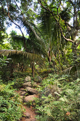 Naklejka premium Footpath through the rainforest in a tropical island