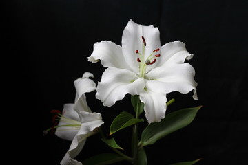 Fototapeta na wymiar Snow-white lily Villa Blanca on a black background. Balcony flowers. With a beautiful strong aroma.