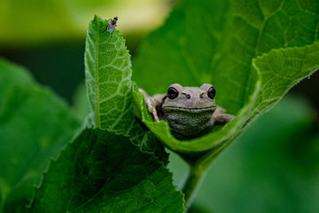 はっぱとかえるとはえ
