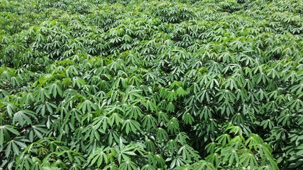 Top view Cassava green leaves on field.