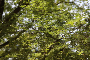 Fototapeta na wymiar Trees in the garden of Thailand