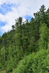 Trees on the slope of the hill. Pine trees in the deciduous forest. Blue sky. Vertical photo.