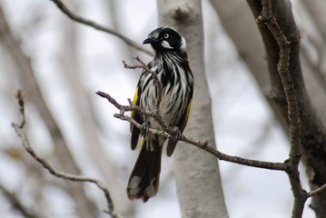 honeyeater