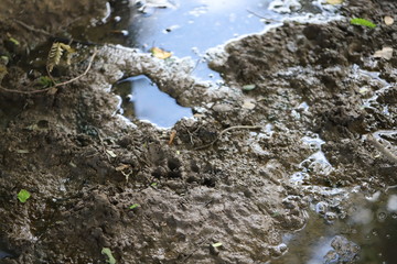 Obraz na płótnie Canvas Wet mud , Dirty mud