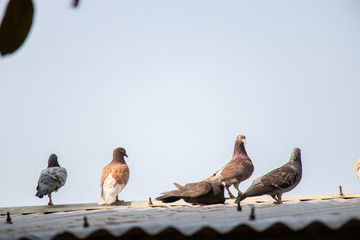 pigeons on the roof
