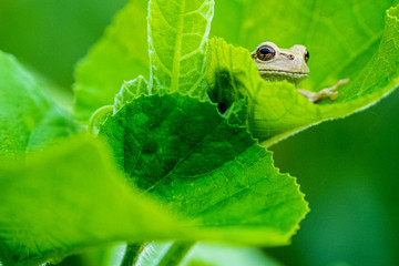 葉っぱとかえる
