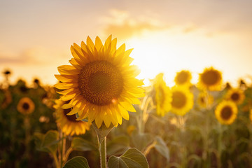 Sunflowers in the field, summertime agricultural background © Seleznov_Molchanova