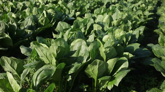 Image of harvest of spinach in field in garden outdoor, no people. High quality FullHD footage