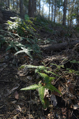 シダ類と木漏れ日
