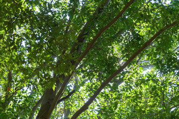 Obraz premium 山の内側