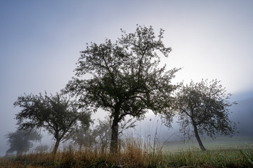 Rietheim Weilheim im Sommer