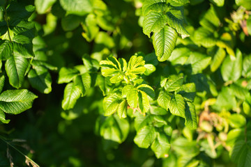 Leaves of rosehip growing in nature.