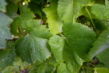 Rietheim Weilheim im Sommer