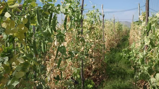 Pods of ripe peas on branches in the garden