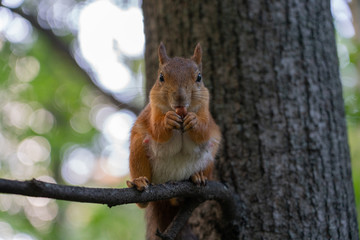 Squirrel sits on a branch, eats a nut and stares at the camera.