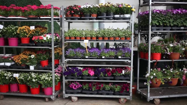 Assorted blooming flowers in pots on racks prepared for sale in store. High quality FullHD footage
