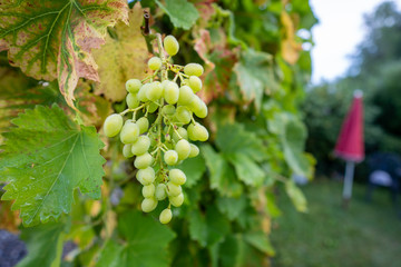 Rietheim Weilheim im Sommer