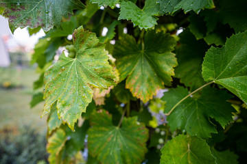 Rietheim Weilheim im Sommer