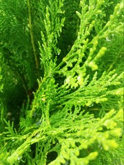 green fern background