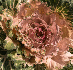 red and white cabbage