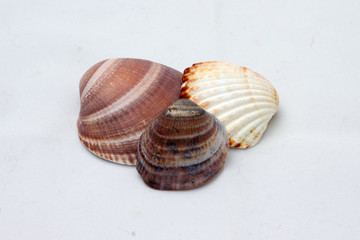 Sea shells, from the Mediterranean Sea.