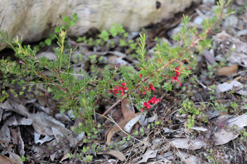 Grevillea preissii in flower, South Australia