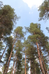 Looking up in the pine tree forest with blue sky and copy space