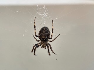 Spider