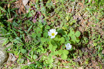 オキザリス バリアビリス ホワイト